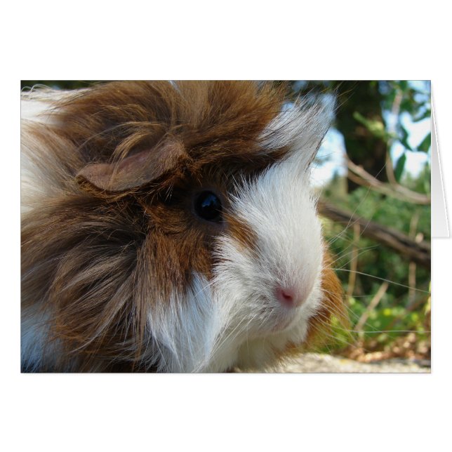 Long-Haired Guinea Pig Cards (Front Horizontal)