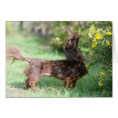 Long-haired Miniature Dachshund 1 (Front Horizontal)