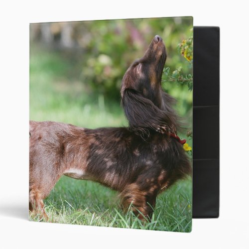 Long_haired Miniature Dachshund 1 3 Ring Binder