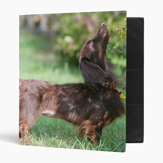 Long-haired Miniature Dachshund 1 3 Ring Binder (Front/Inside)