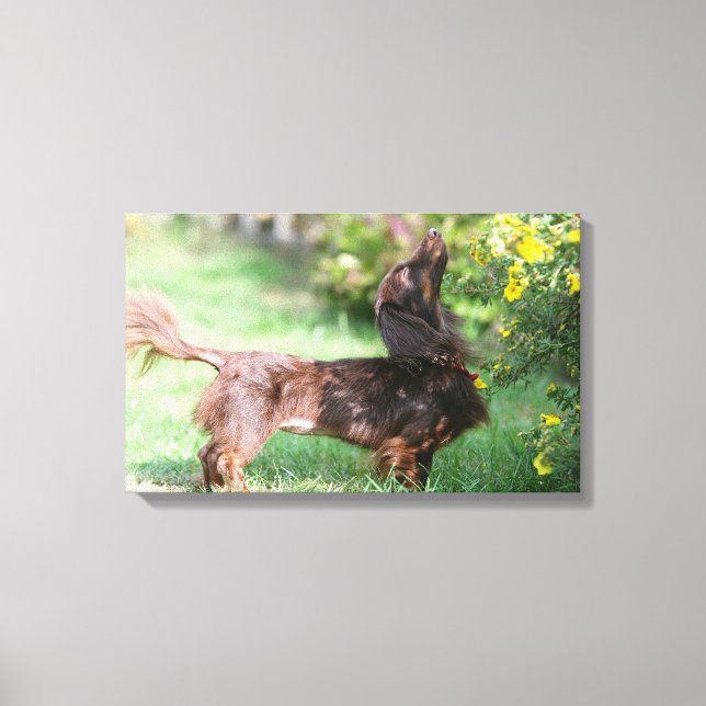 Long-haired Miniature Dachshund 1 Canvas Print (Front)