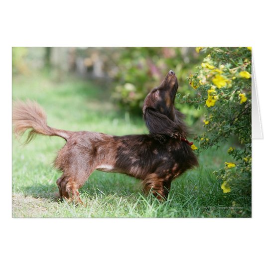 Long-haired Miniature Dachshund 1 Cards (Front Horizontal)