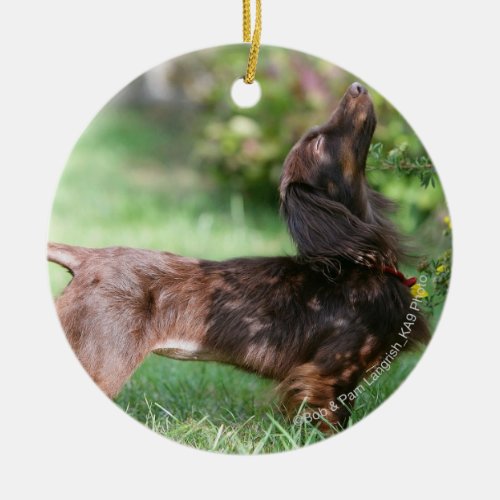 Long_haired Miniature Dachshund 1 Ceramic Ornament