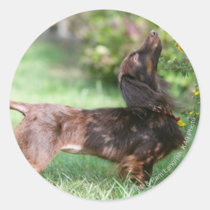 Long-haired Miniature Dachshund 1 Classic Round Sticker