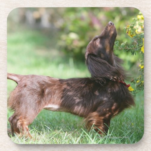 Long_haired Miniature Dachshund 1 Drink Coaster