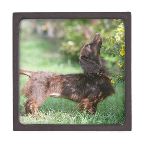 Long_haired Miniature Dachshund 1 Keepsake Box