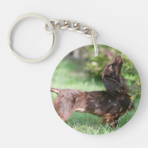 Long_haired Miniature Dachshund 1 Keychain