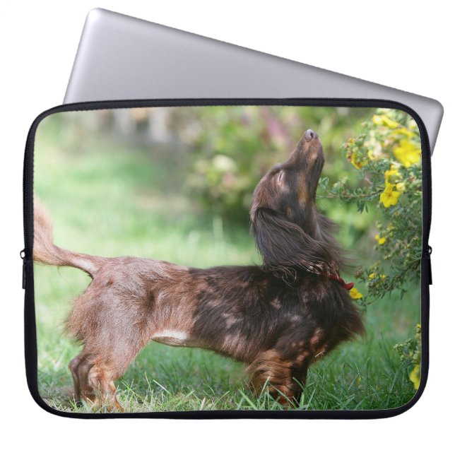 Long-haired Miniature Dachshund 1 Laptop Sleeve (Front)
