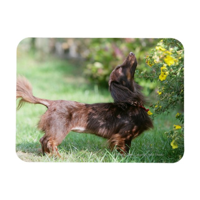 Long-haired Miniature Dachshund 1 Magnet (Horizontal)