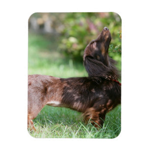 Long-haired Miniature Dachshund 1 Magnet