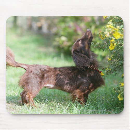Long_haired Miniature Dachshund 1 Mouse Pad