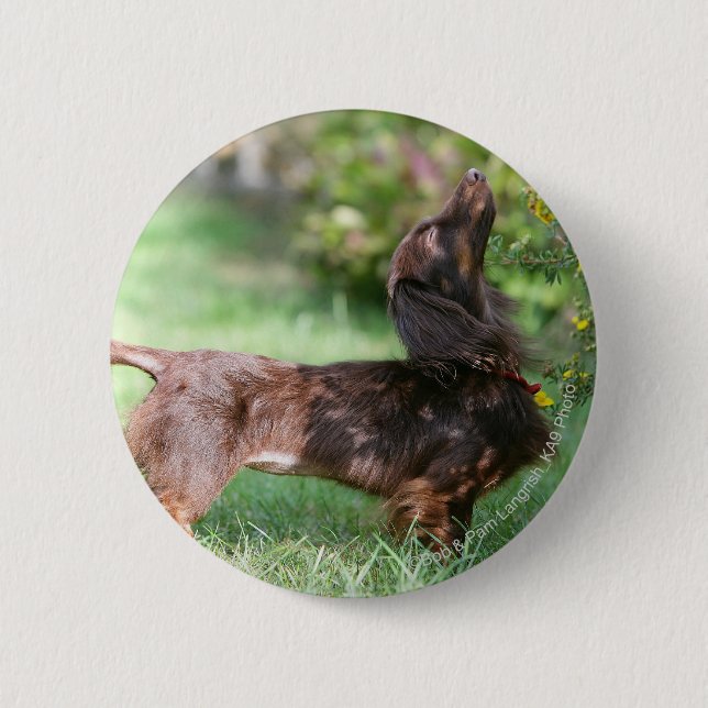 Long-haired Miniature Dachshund 1 Pinback Button (Front)