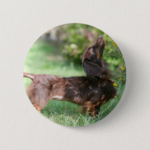 Long-haired Miniature Dachshund 1 Pinback Button