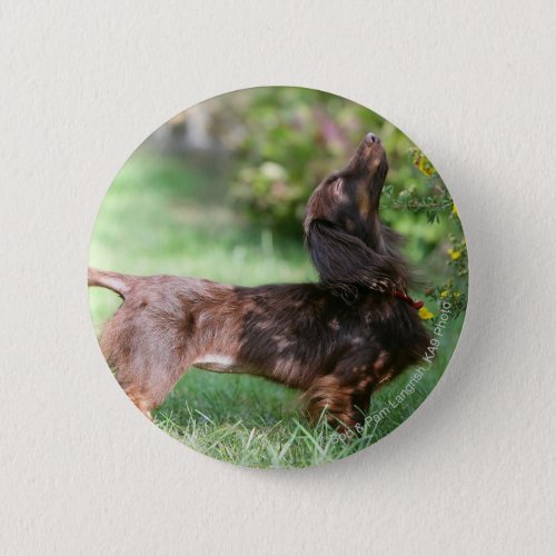 Long_haired Miniature Dachshund 1 Pinback Button