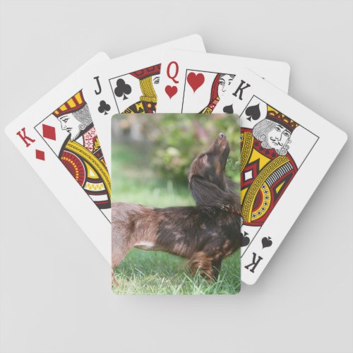 Long_haired Miniature Dachshund 1 Playing Cards