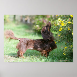 Long-haired Miniature Dachshund 1 Poster