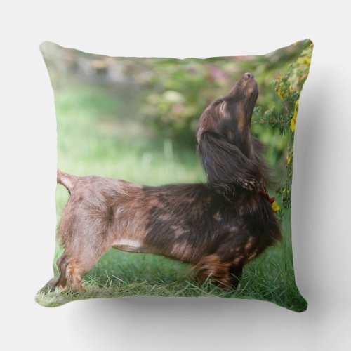 Long_haired Miniature Dachshund 1 Throw Pillow