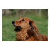 Long-haired Miniature Dachshund 2 (Front Horizontal)