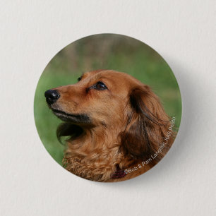 Long-haired Miniature Dachshund 2 Button
