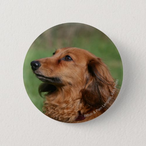 Long_haired Miniature Dachshund 2 Button