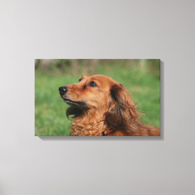 Long-haired Miniature Dachshund 2 Canvas Print (Front)