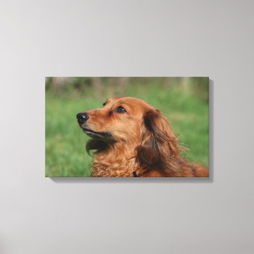 Long_haired Miniature Dachshund 2 Canvas Print