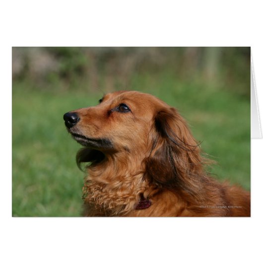 Long-haired Miniature Dachshund 2 Cards (Front Horizontal)