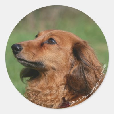 Long Haired Miniature Dachshund 2 Iphone Case Zazzle Com