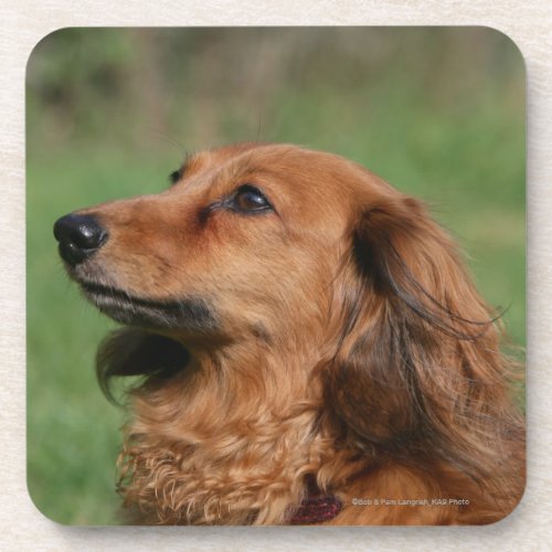 Long_haired Miniature Dachshund 2 Drink Coaster