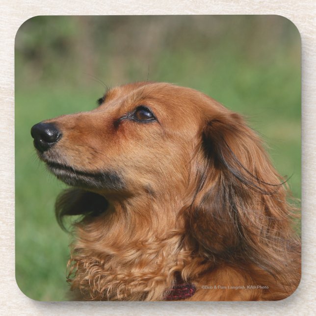 Long-haired Miniature Dachshund 2 Drink Coaster (Front)