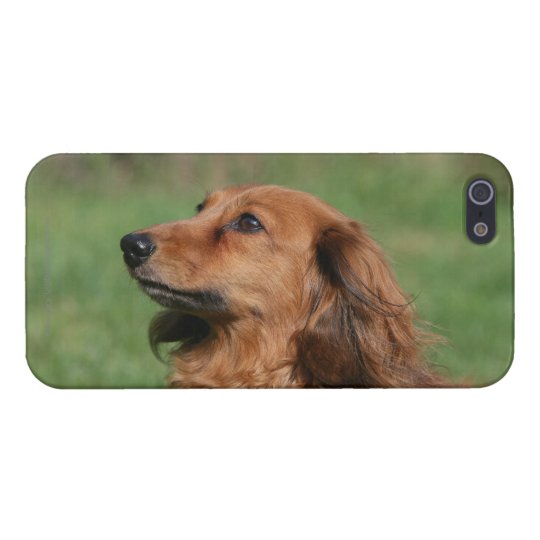 Long Haired Miniature Dachshund 2 Iphone Case Zazzle Com