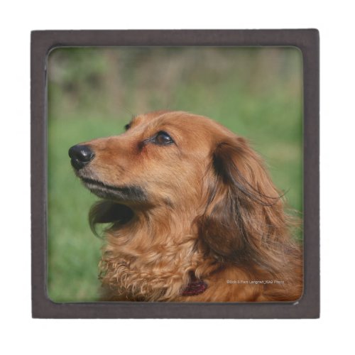 Long_haired Miniature Dachshund 2 Jewelry Box