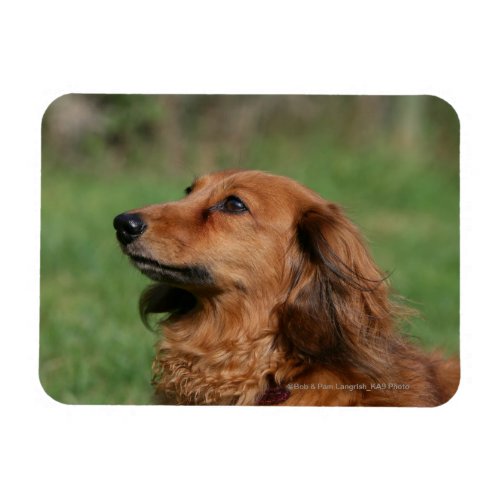 Long_haired Miniature Dachshund 2 Magnet