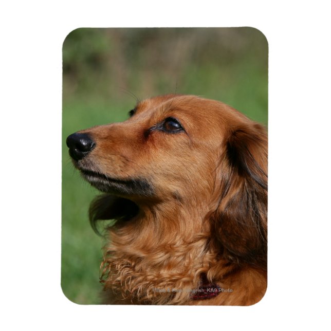 Long-haired Miniature Dachshund 2 Magnet (Vertical)