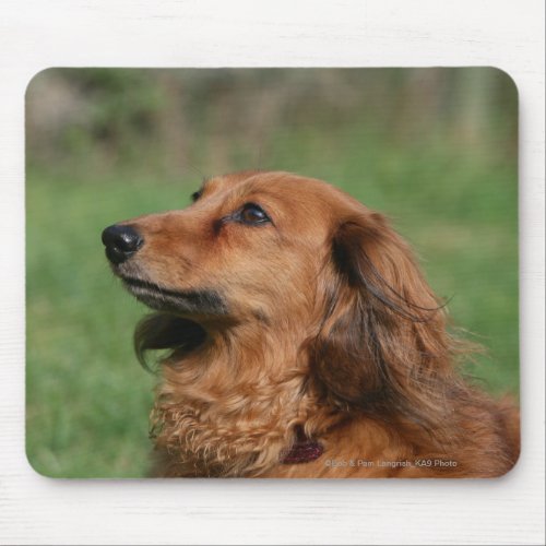 Long_haired Miniature Dachshund 2 Mouse Pad