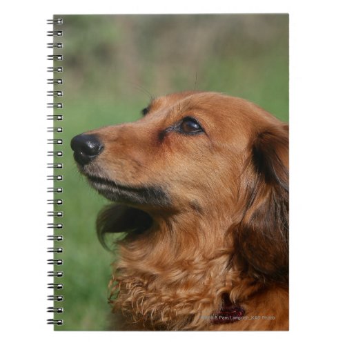 Long_haired Miniature Dachshund 2 Notebook