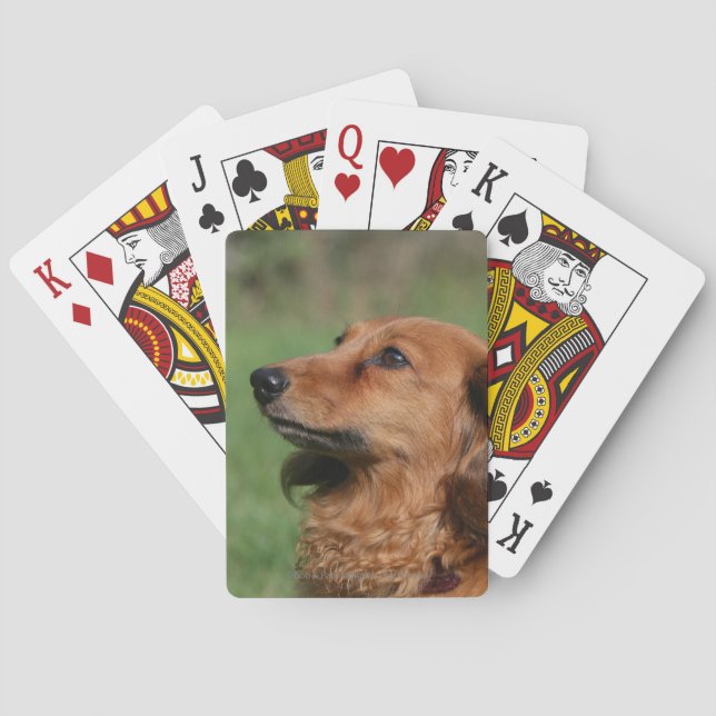 Long-haired Miniature Dachshund 2 Poker Cards (Back)