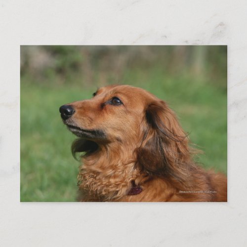 Long_haired Miniature Dachshund 2 Postcard