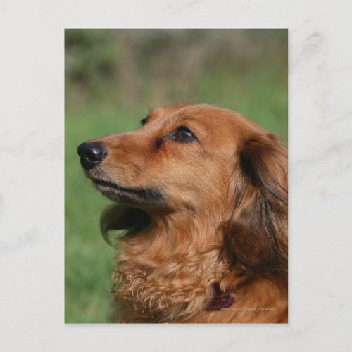 Long_haired Miniature Dachshund 2 Postcard