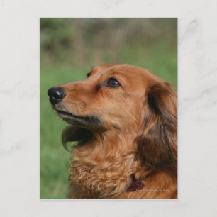 Long-haired Miniature Dachshund 2 Postcard