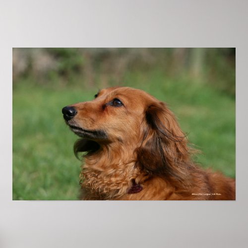 Long_haired Miniature Dachshund 2 Poster