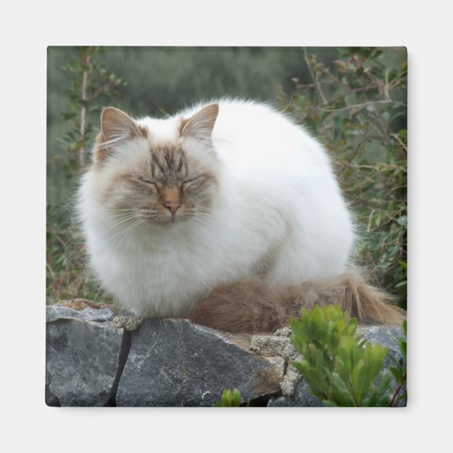 Long-haired Pedigree Cat Magnet (Front)