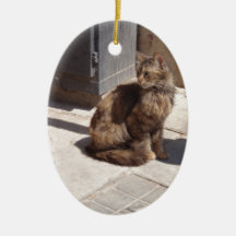 Long Haired Persian Cat Petra