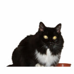 Long Haired Pet Cat Cutout<br><div class="desc">This is Tarra a long haired black and white pet cat with her food bowl.</div>