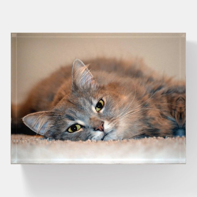 Long Haired Russian Blue Cat by Shirley Taylor Paperweight (Front)