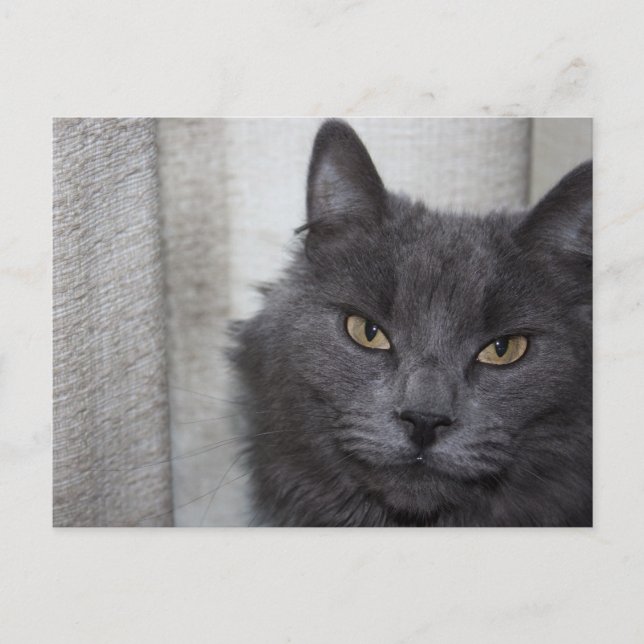 Long haired Russian Blue Cat Postcard (Front)