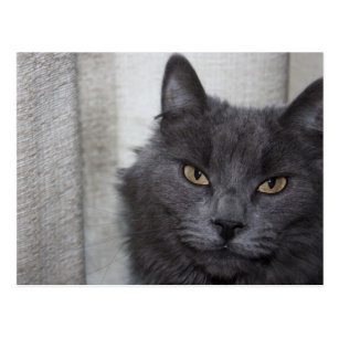 Russian Blue Cats Postcards No Minimum Quantity Zazzle