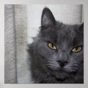 Long haired Russian Blue Cat Poster