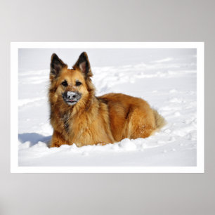 Long-Haired Shepherd in Snow Poster