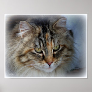 Long Haired Tabby Cat Photo Portrait Poster